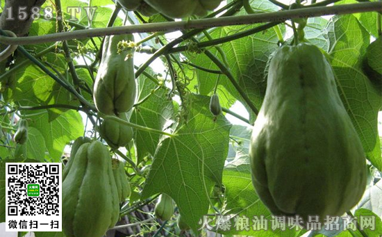 經期能吃佛手瓜嗎
