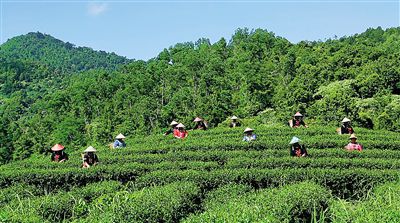 五指山水滿茶場。通訊員
