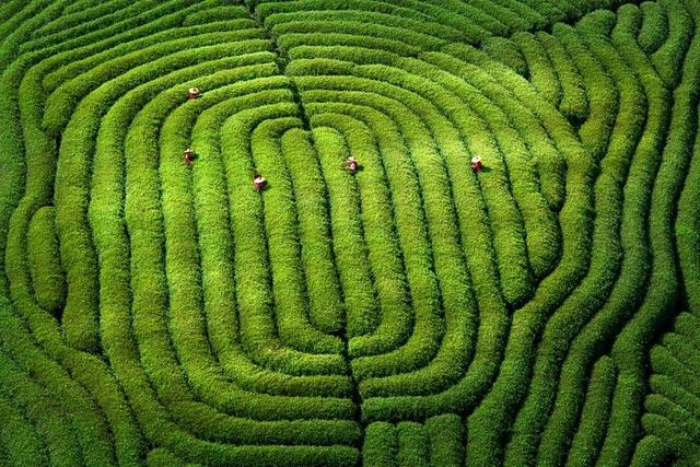 “茶的味道”第六期圖片漂流活動舉辦