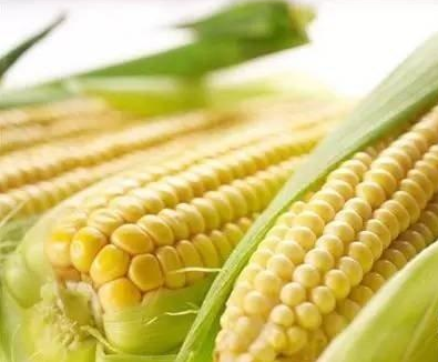 養生大揭秘：愛吃這十種食物的人易長壽！