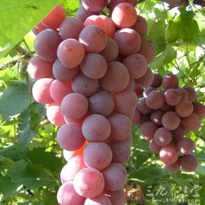 而水果方面，她則特別喜歡吃葡萄、芒果、柿子