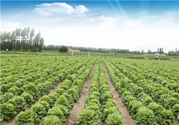 榆中高原夏菜旺季滯銷 每公斤收三毛