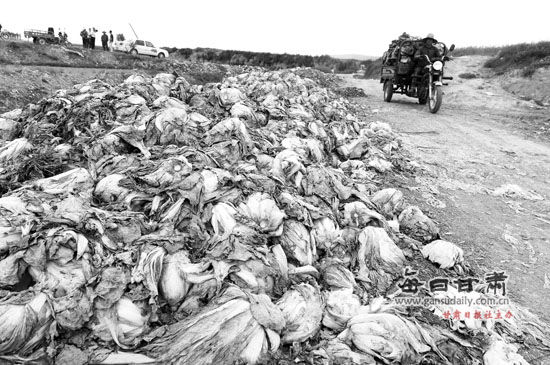 在榆中縣彭家營等地，大量滯銷蔬菜被傾倒路邊、河溝。蘭州晨報首席記者裴強攝