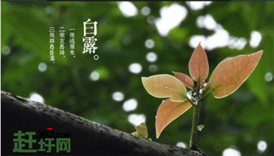 白露節氣養生吃什么好