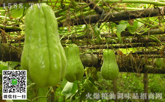 經期能吃佛手瓜嗎