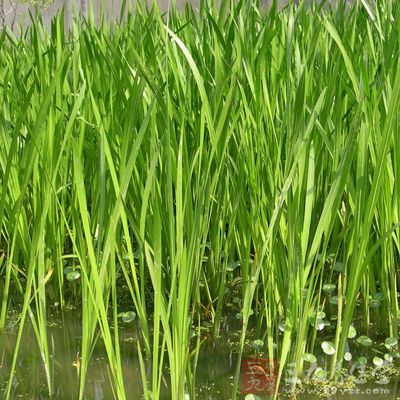 據《孝經》記載：“菖蒲益聰?！边@就回答了孔子為何吃菖蒲之事