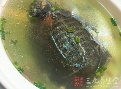 甲魚含有豐富的優質蛋白質、氨基酸、礦物質