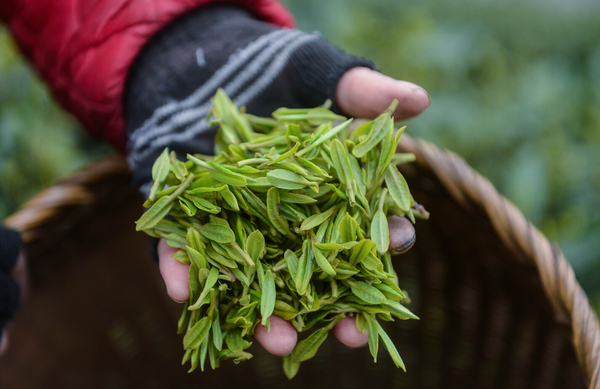 兩會“茶聲” 聚焦新熱點