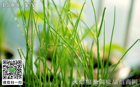 小蔥的功效與作用，小蔥的營養價值