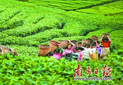 英德是紅茶之鄉。