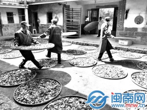 春茶季，茶農做茶忙
