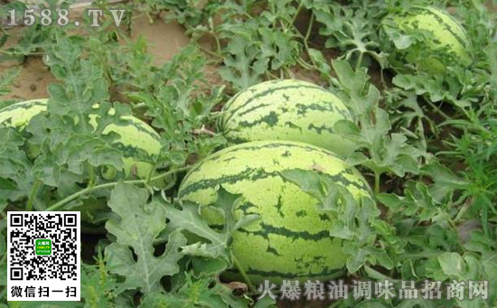 經期可以吃西瓜嗎