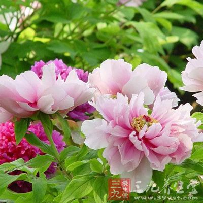 養花怡神